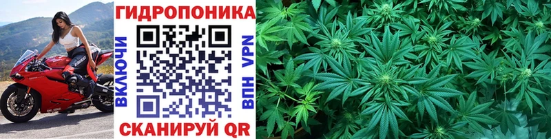 купить   Судак  Марихуана гибрид 